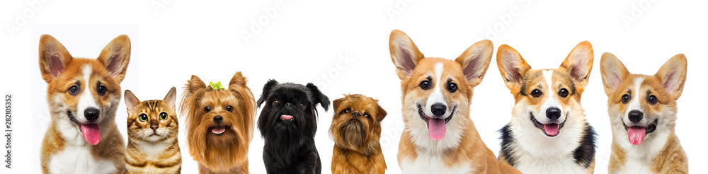 cat and dog look on a white background cat and dog look on a white background