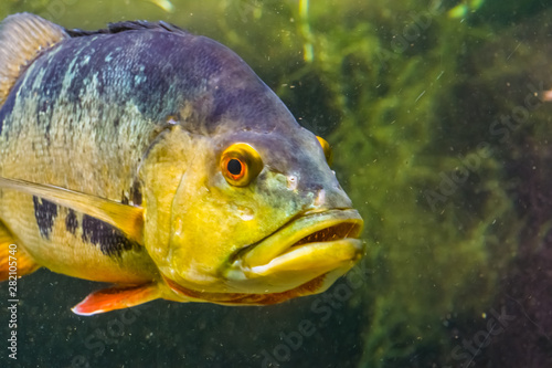 closeup of the face of a butterfly peacock bass, popular and colorful cichlid fish specie from the rivers of America