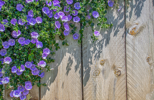 Climbing plant with purple flowers bells photo