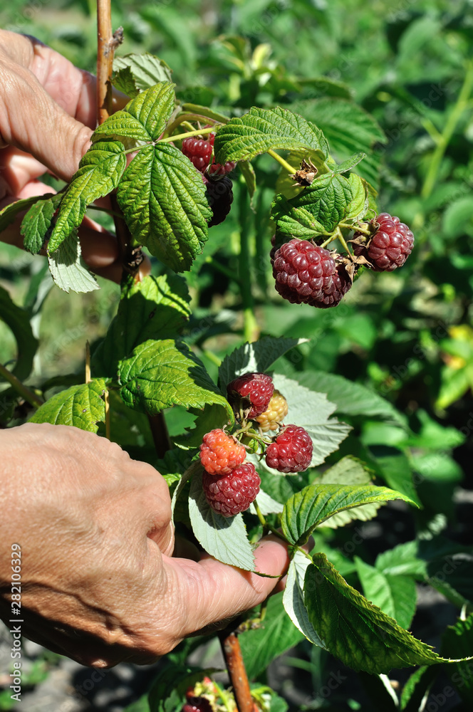  gardener's hands picking ripe raspberries in the garden