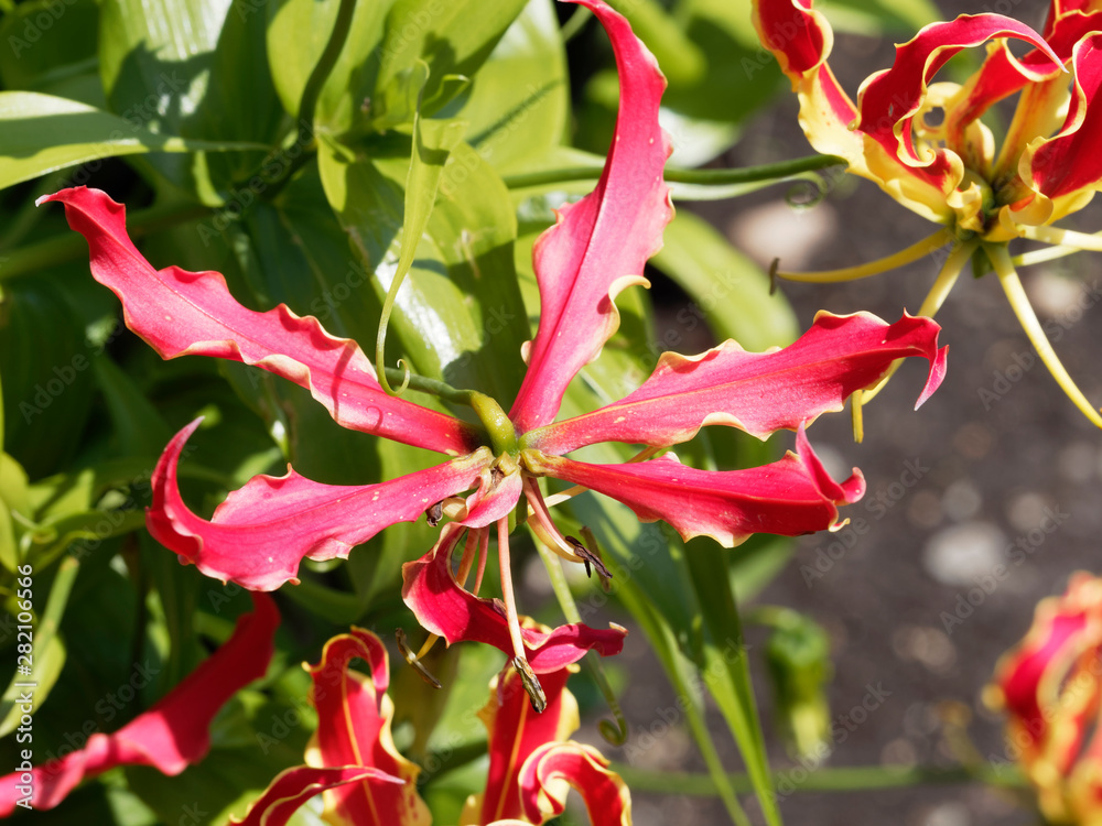 Gloriosa superba Gloriosa lily Flame lily glory lily Fire lily, red immature flowers