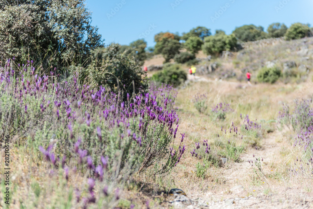 Obraz premium DEPORTE POR LA MONTAÑA RUNNING