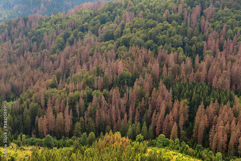 Germanys National Tree