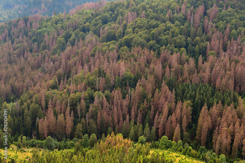 Forest dieback in northern central Germany, Europe. Dying spruce trees in the Harz National Park, Lower Saxony. Drought and bark beetle infestation, summer of 2019.