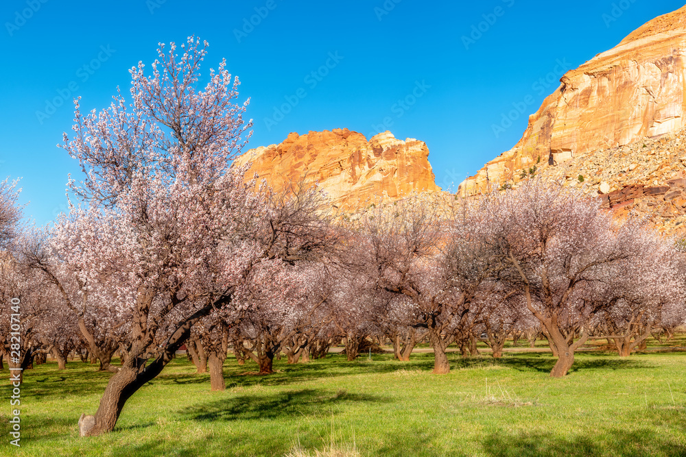 Tall mountains with the warm light of morning rise above a pink flowered orchard