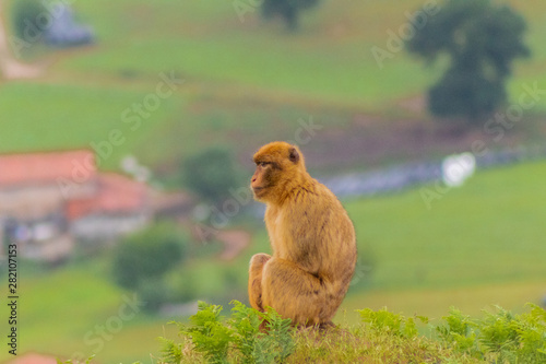 a Gibraltar monkey sitting looking towards the horizon