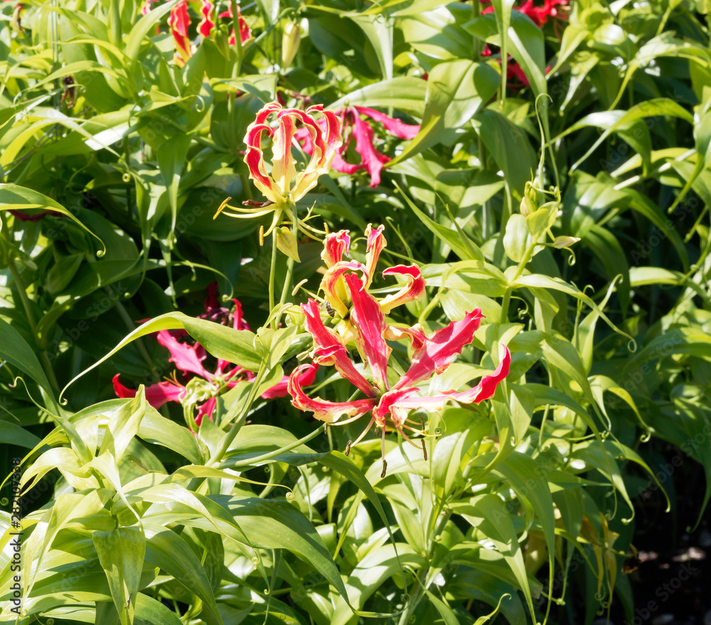 Gloriosa superba Gloriosa lily Flame lily glory lily Fire lily