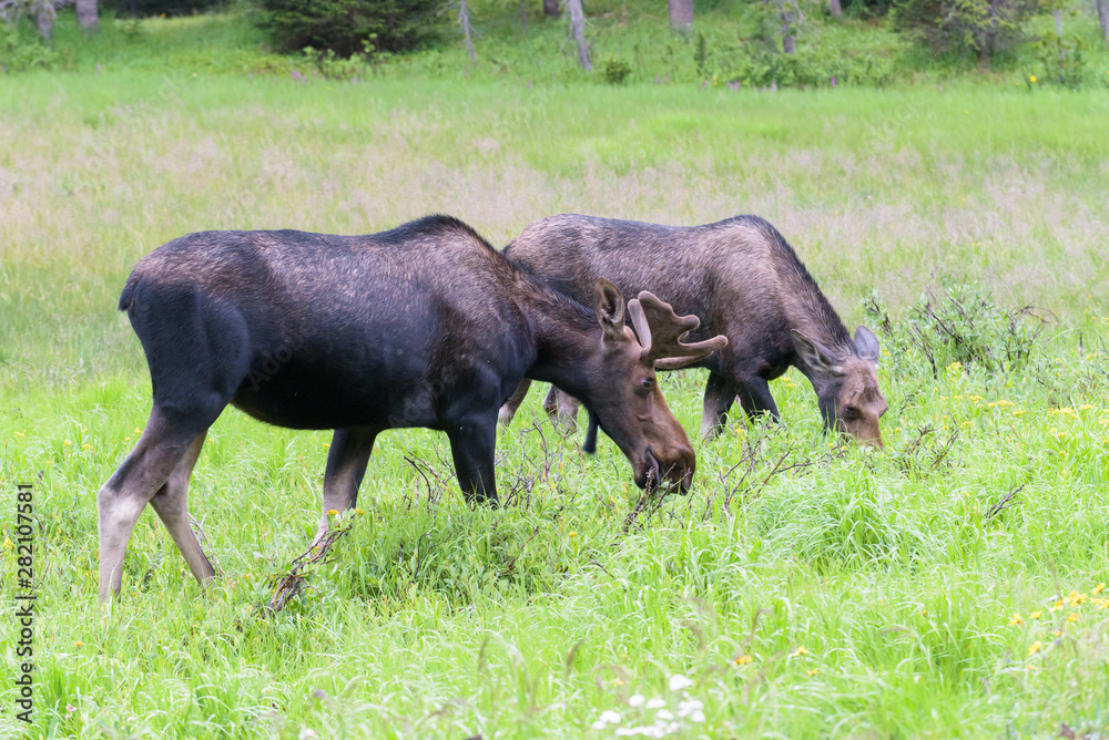 Shiras Moose in the Rocky Mountains of Colorado Shiras Moose in the Rocky Mountains of Colorado
