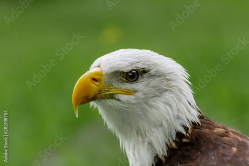 an american bald eagle resting in his innkeeper