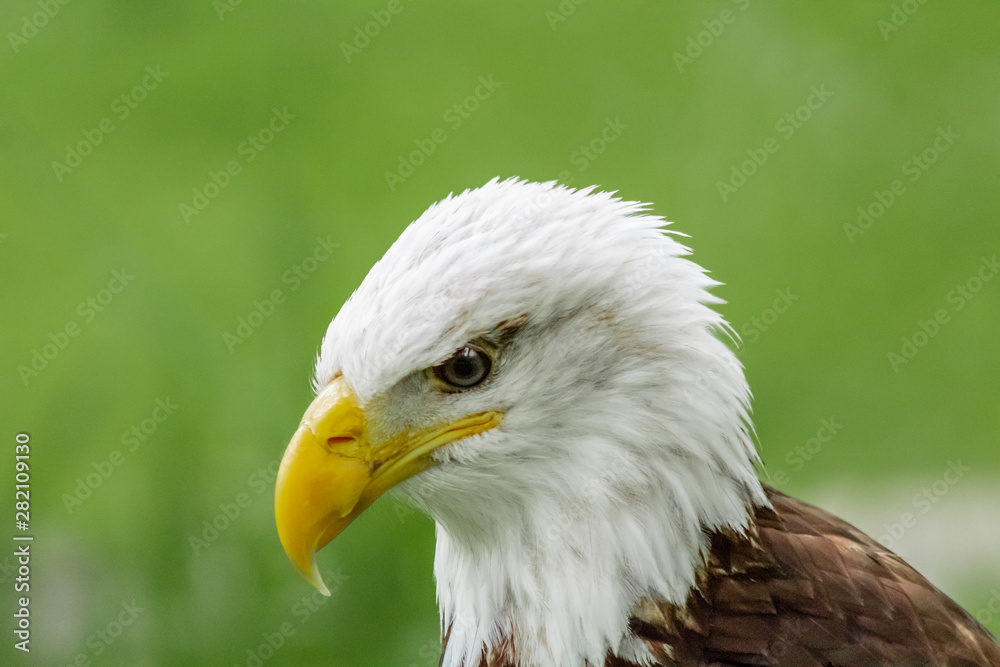 an american bald eagle resting in his innkeeper an american bald eagle resting in his innkeeper