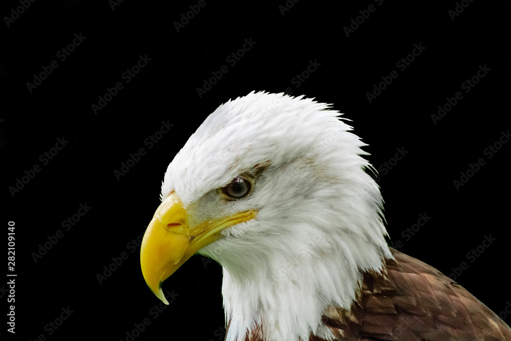 an american bald eagle resting in his innkeeper an american bald eagle resting in his innkeeper