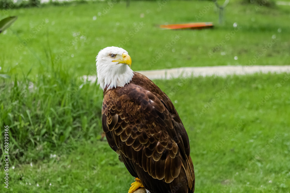 an american bald eagle resting in his innkeeper an american bald eagle resting in his innkeeper