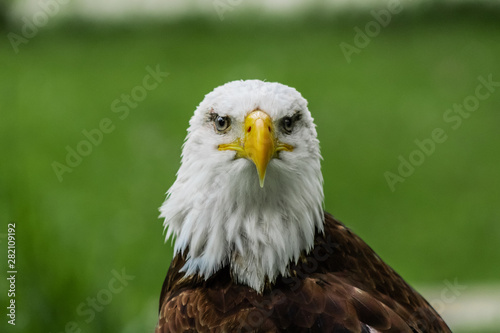 an american bald eagle resting in his innkeeper