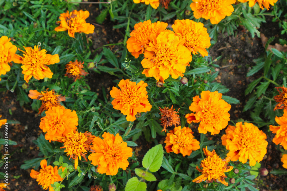 yellow marigold flowers in the garden on the flowerpot