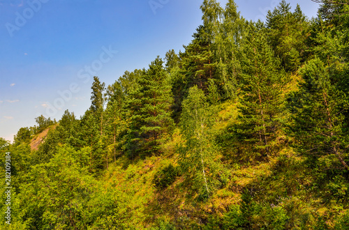 Coniferous forest on the slope of mountain - beautiful summer landscape