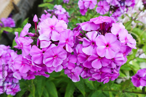 Beautiful spring phlox purple flowers in the garden close up