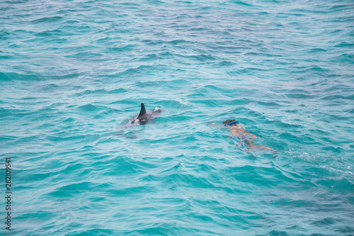 swimming with wild dolphins summer background