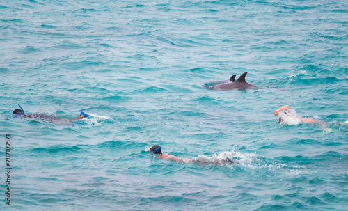 swimming with wild dolphins summer background
