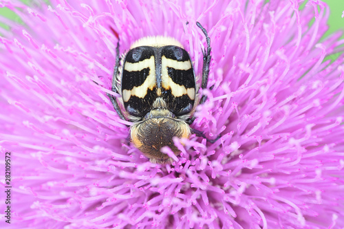 Trichus fasciatus, known as the Bee Beetle, feeding on Melancholy Thistle, Cirsium heterophyllum photo