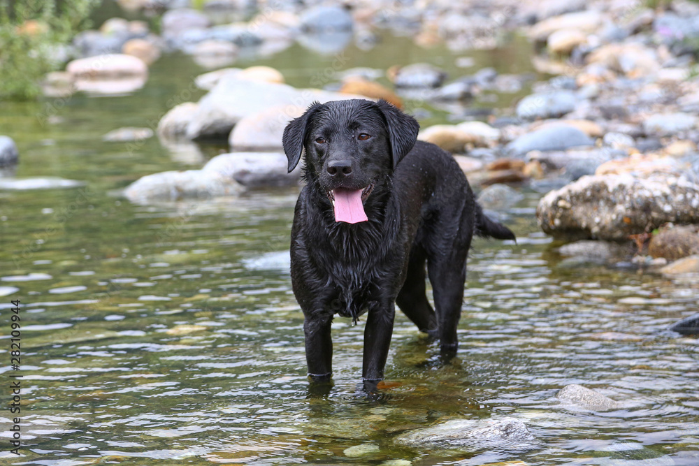 Hund spielt in einem Fluss