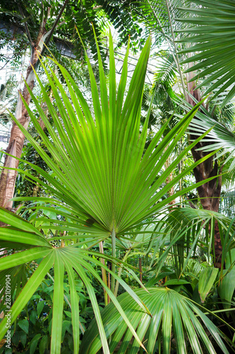 green palm tree leaf close-up in botanical garden