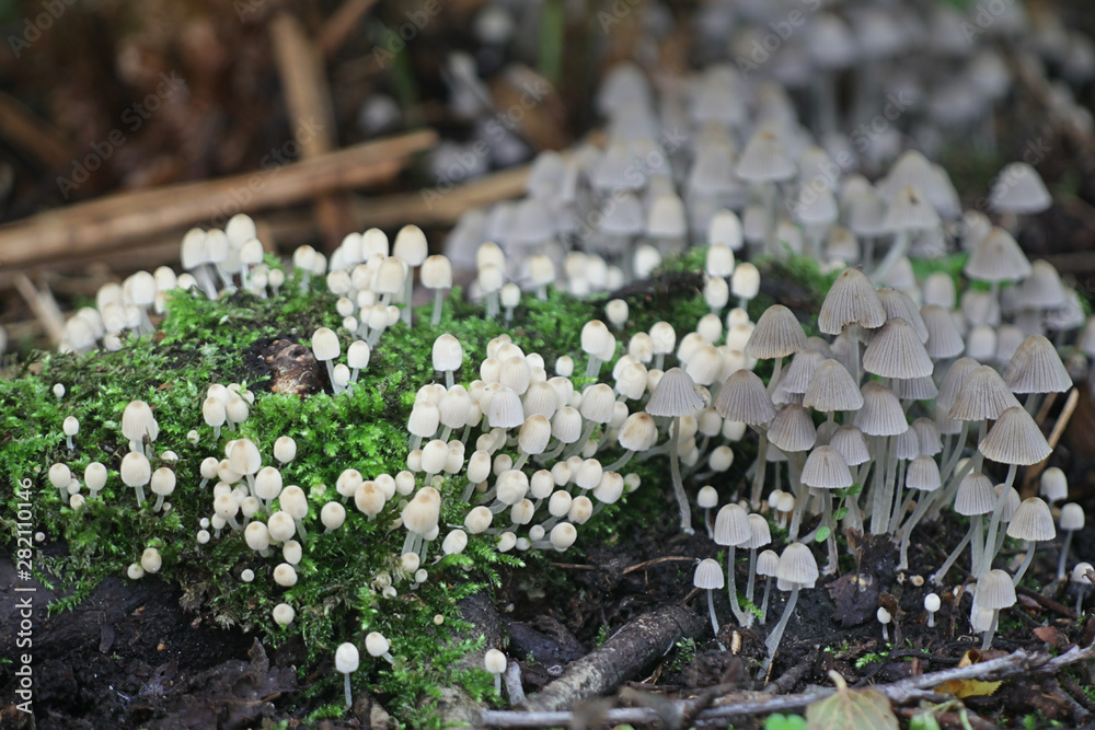 Coprinellus disseminatus (formerly Coprinus disseminatus), known as fairy  inkcap or trooping crumble cap Stock Photo | Adobe Stock