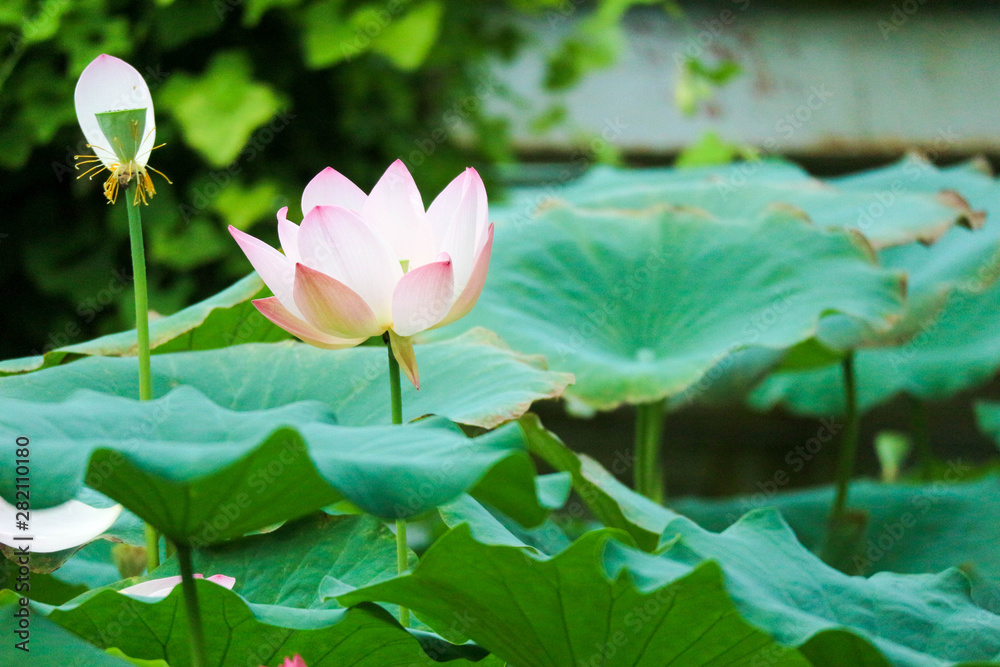 Obraz premium Big rose beautiful lotus flower surrounded by leaves in pond