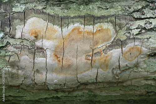 Elbowpatch Crust fungus, Phellinus punctatus photo