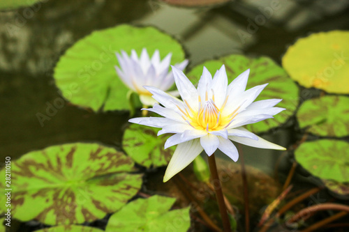 Big blue water lily flowers in botanical garden close up