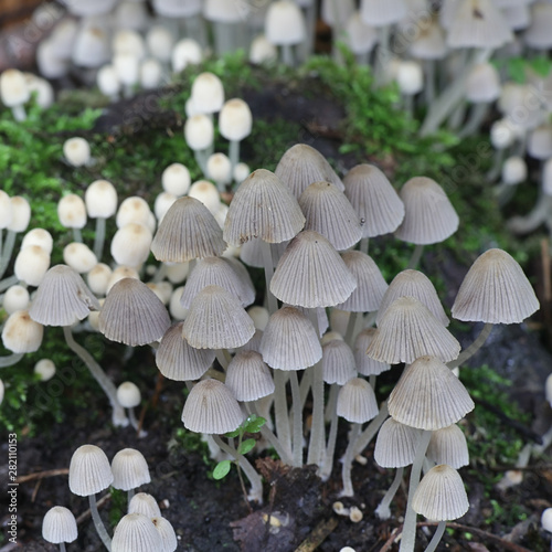 Coprinellus disseminatus (formerly Coprinus disseminatus), known as fairy inkcap or trooping crumble cap