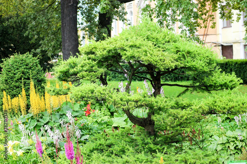 Fototapeta Naklejka Na Ścianę i Meble -  beautiful bonsai tree in the garden