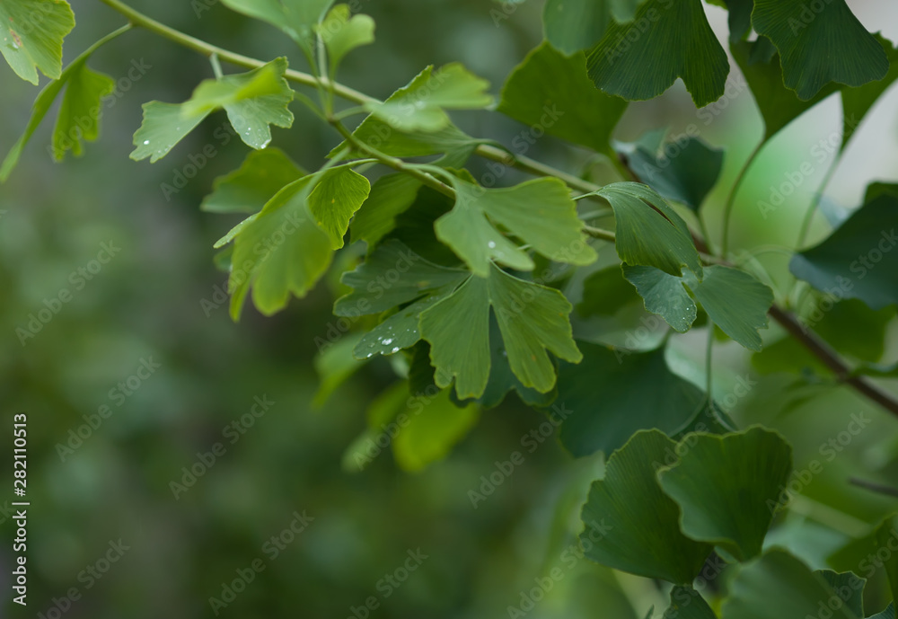 Raindrops close-up on young leaves of Ginkgo Biloba. Abstract nature background, Soft focus Raindrops close-up on young leaves of Ginkgo Biloba. Abstract nature background, Soft focus