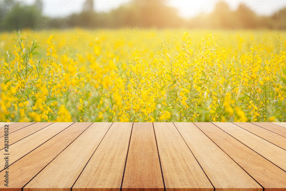 View of yellow Sunn Hemp field or Crotalaria juncea in field View of yellow Sunn Hemp field or Crotalaria juncea in field