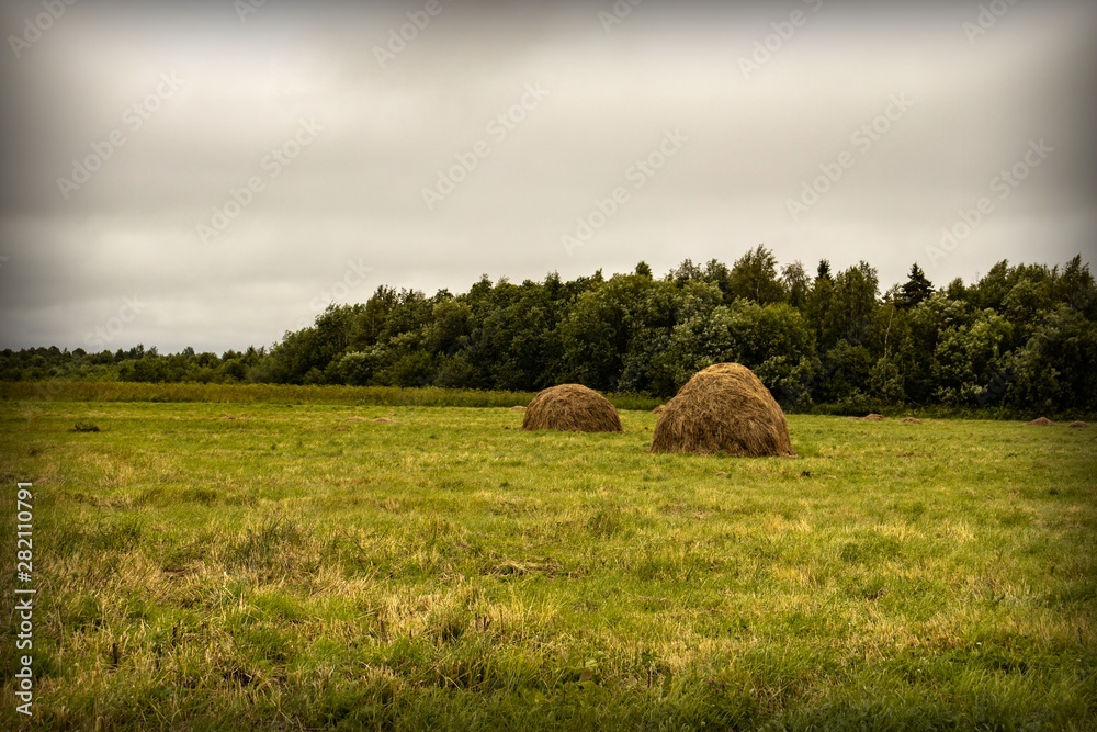 hay bales in a field near the forest