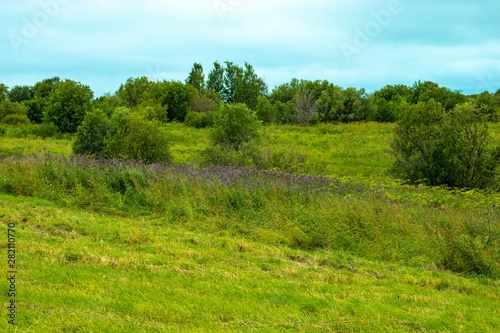 Landscape with field grass and shrubs