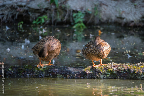 Female Mallard in a pond at Drottningholm island in Stockholm photo