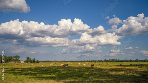 Kühe auf einer Weide mit bewölktem Himmel