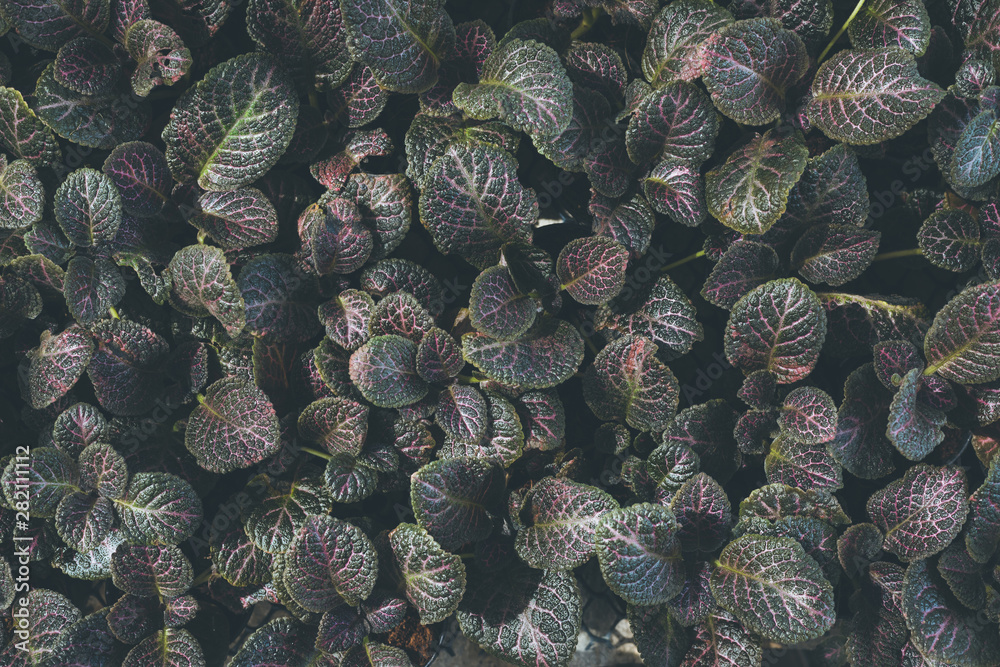 Obraz premium Top view of leaf small plant in garden