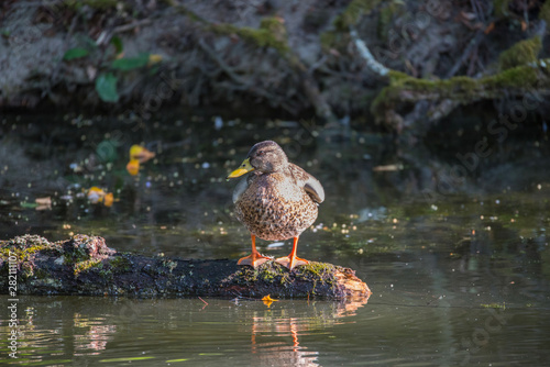 Female Mallard in a pond at Drottningholm island in Stockholm photo