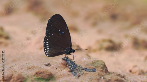 butterflies on the ground and flying in nature, Butterflies swarm eats minerals