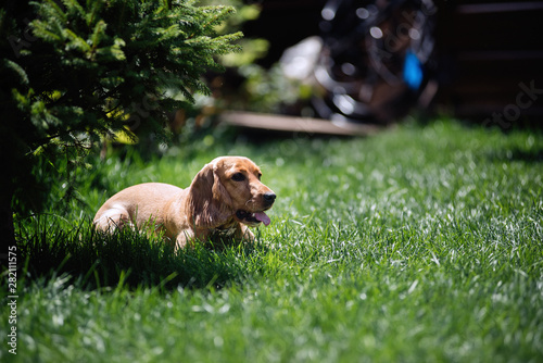Wallpaper Mural Man’s best friend is the dog spaniel. We are responsible for those whom we tamed. Do not dream about a dog, take it from the shelter. Torontodigital.ca