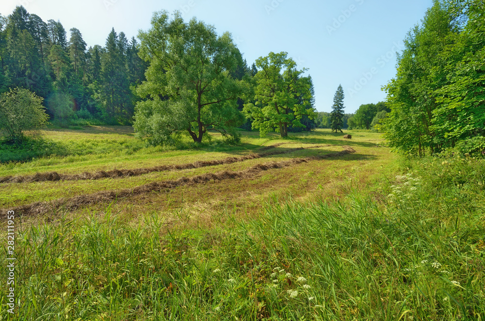 Fototapeta premium Beautiful forest landscape.