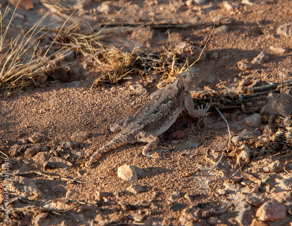 Horn Toad (Horny Toad) Horn Toad (Horny Toad)