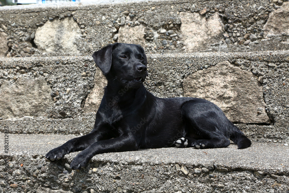 Junger Labrador Junger Labrador