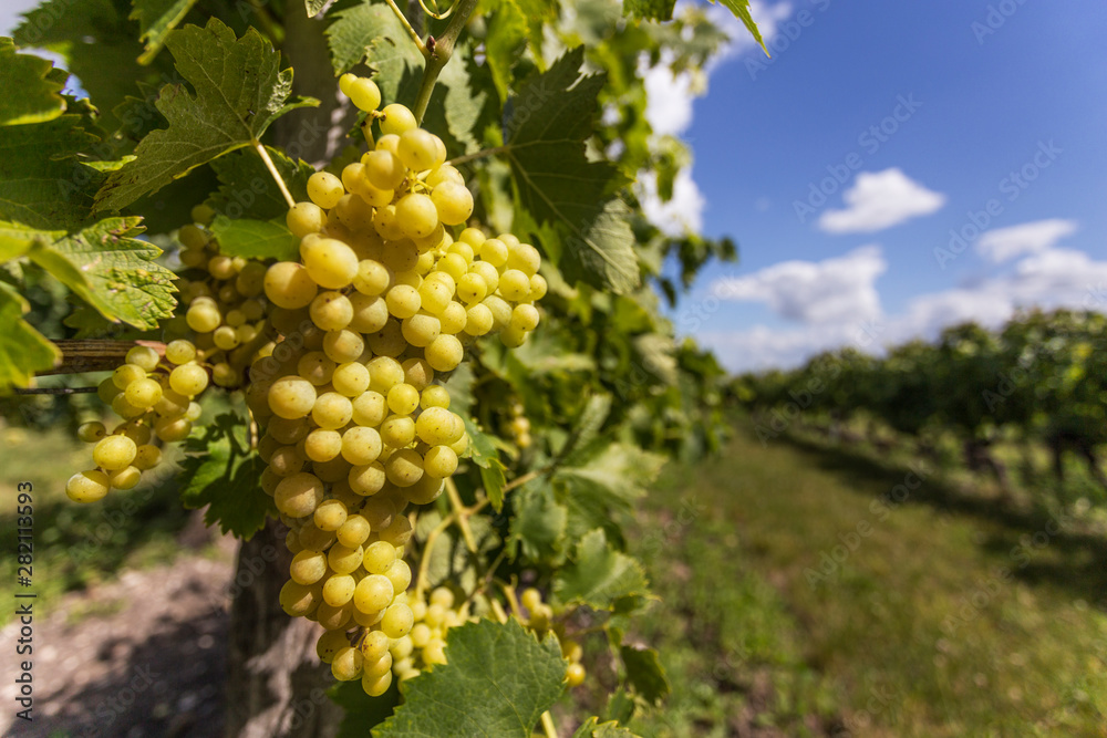 Fototapeta premium Cognac vineyard