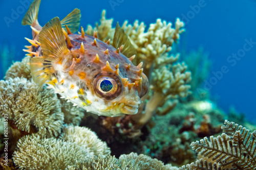 Fish hedgehog swims over the coral. Underwater macro photography