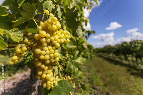 Cognac vineyard