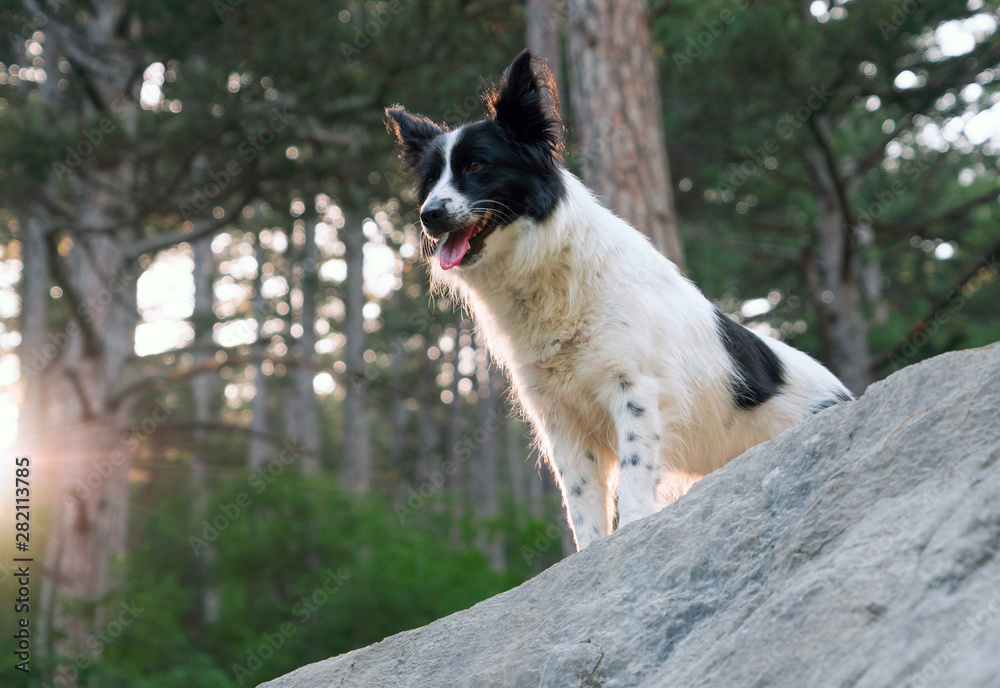 Smiling dog on the rocks in the mountains.