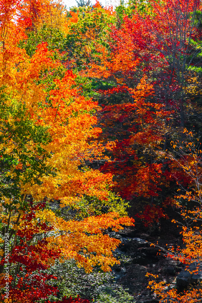 Vibrant fall colors in Acadia National Park