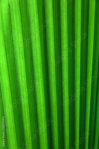 Background of the green palm leaf